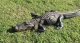 USA Alligator