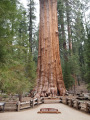 General Shermnn tree in Sequoia National Park