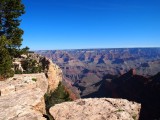 Grand Canyon med træ