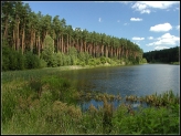 Tucholskie forests