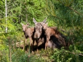 Isaberg Moose Park