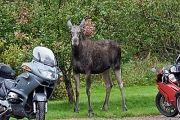 Älg, BMW och Ducati hos oss