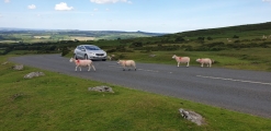 DARTMOOR CAMP TO HOME