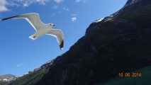 Geiranger seagull