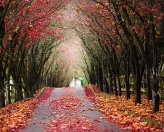 Tunnel of Trees in Fall