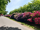 Faxe Kalkbrud_Rhododendron_Stacy's Næstved