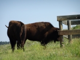 Popi's to Hunsader's Rock'n Ranch