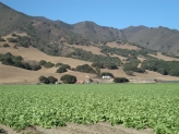 Salinas valley