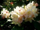 1.Rhododendron parken.km 52.Tid1,30